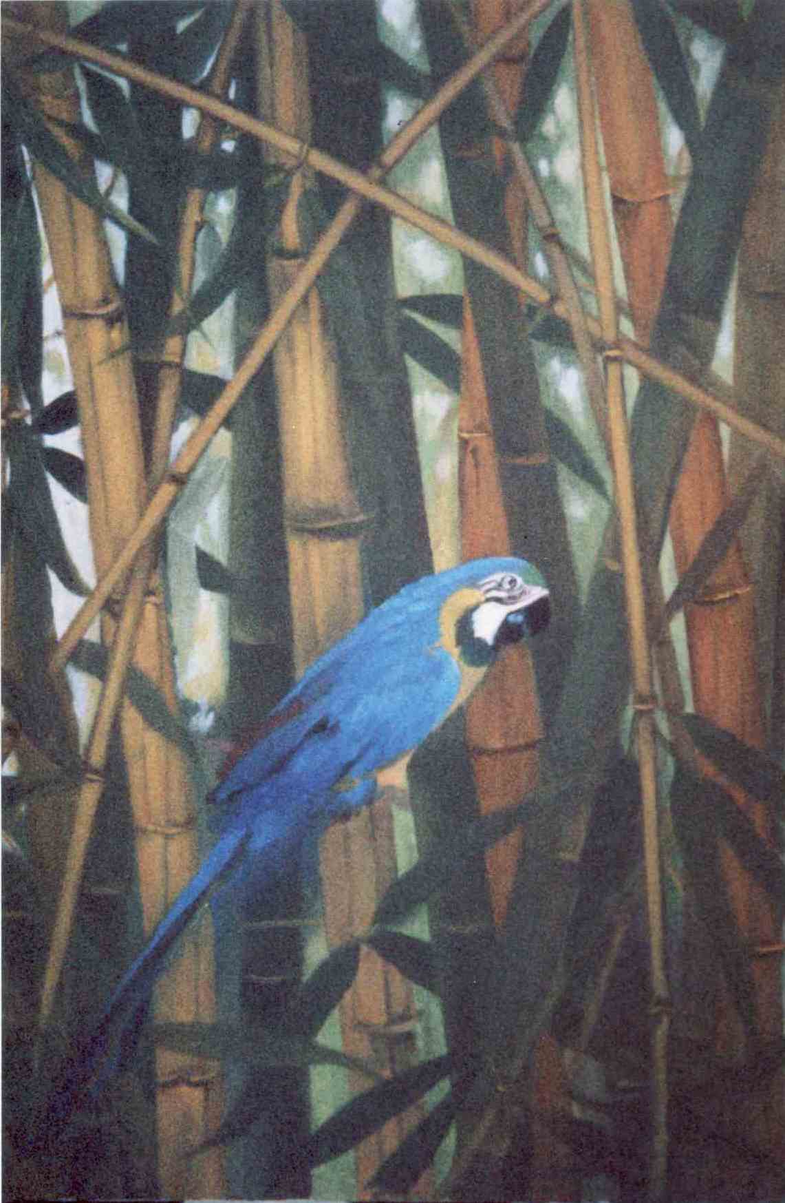 Pintura em óleo sobre a tela de Cleide cleide Cenedese